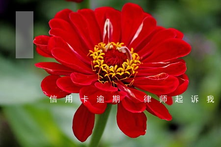 信用卡逾期 律师起诉我了 信用卡逾期 律师起诉我了